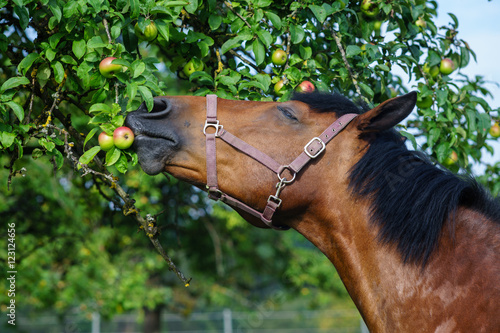 Der Geniesser - wunderschönes, stolzes Pferd riecht genussvoll an erntereifen Äpfeln auf Streuobstwiese photo