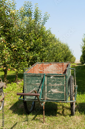 Wooden cart in orchard