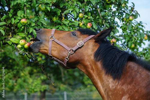 Pferd glaubt sich Äpfel von Baum; a Horse picking apples with his mouth from a tree