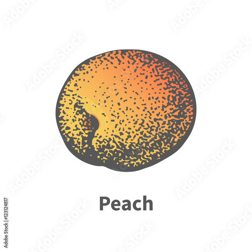 Vector illustration hand-drawn juicy ripe peach