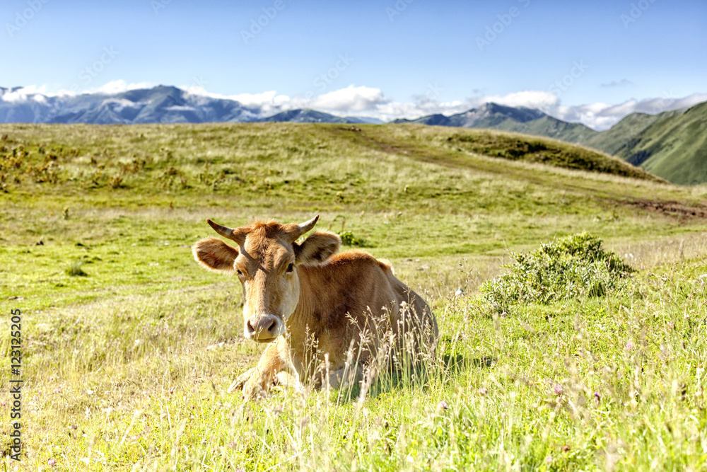 Brown spotted cow grazing on alpine meadow. Bright beautiful lan Brown spotted cow grazing on alpine meadow. Bright beautiful lan