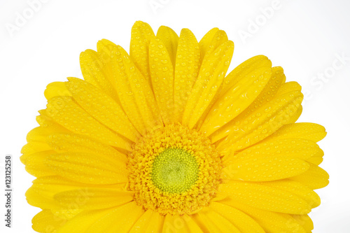 pretty yellow gerbera isolated on white background