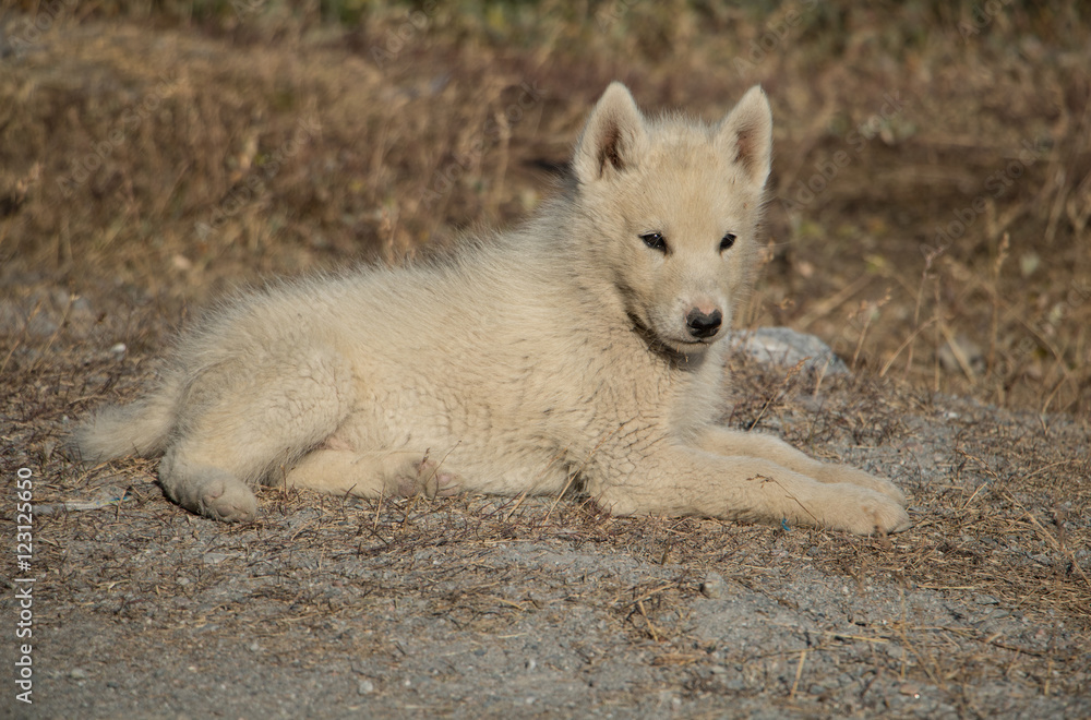 Obraz premium Greenlandic sledge dog puppy in Ilulissat