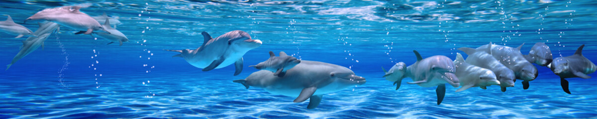 Fototapete Unterwasser Delfine im Unterwasser Panorama  © Hanna Chabanenko