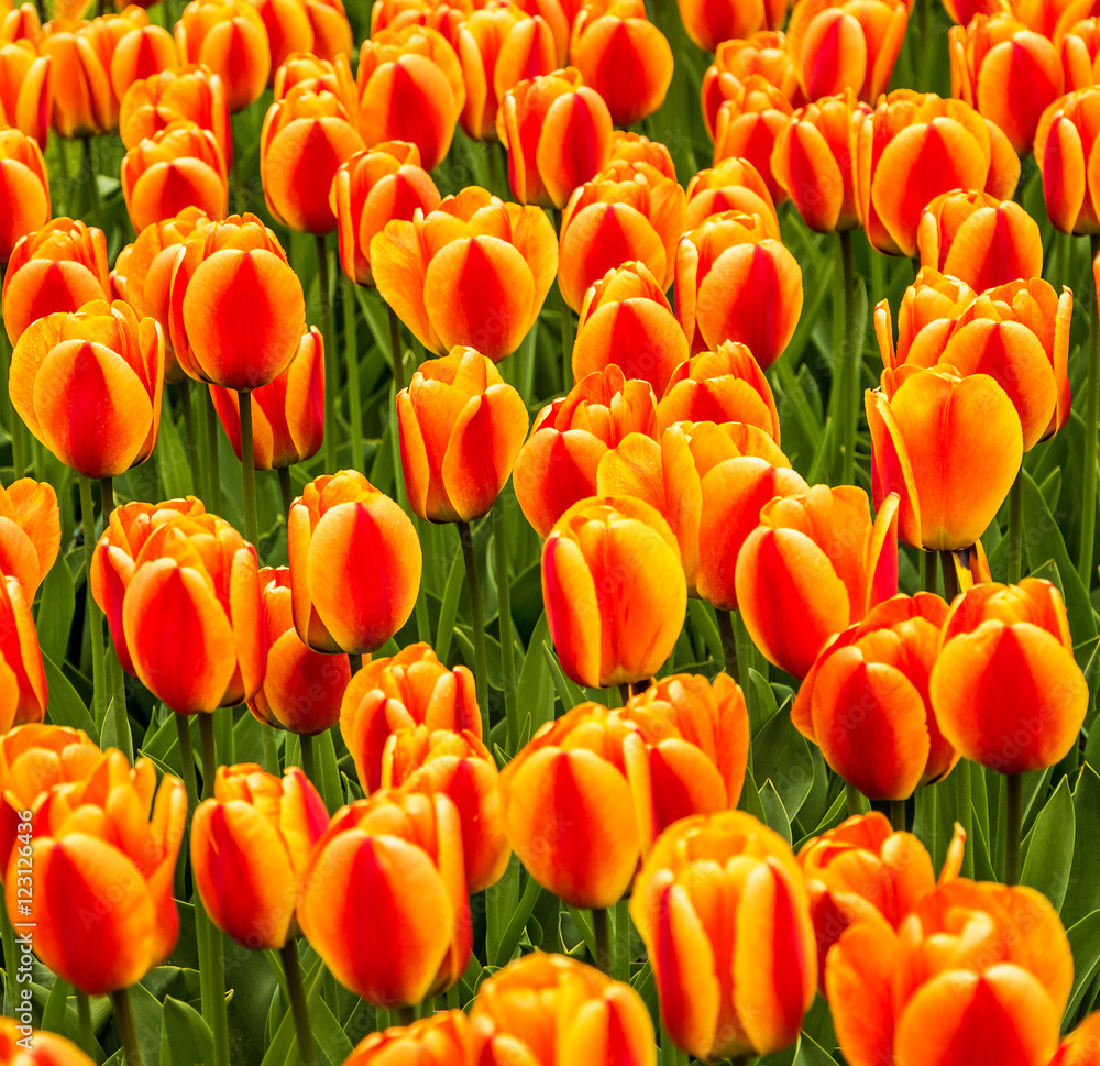 tulips and hyacinths flowerbed, Holland, park Keukenhof tulips and hyacinths flowerbed, Holland, park Keukenhof