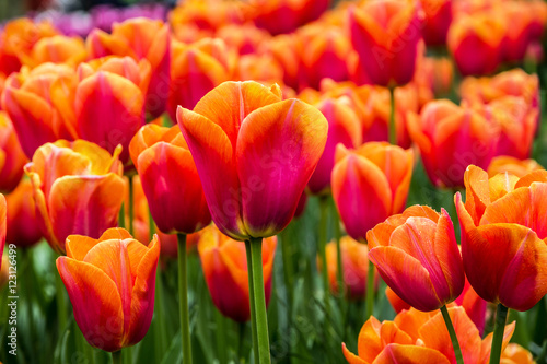 Red tulips in flower garden  Kukenhof  Holland
