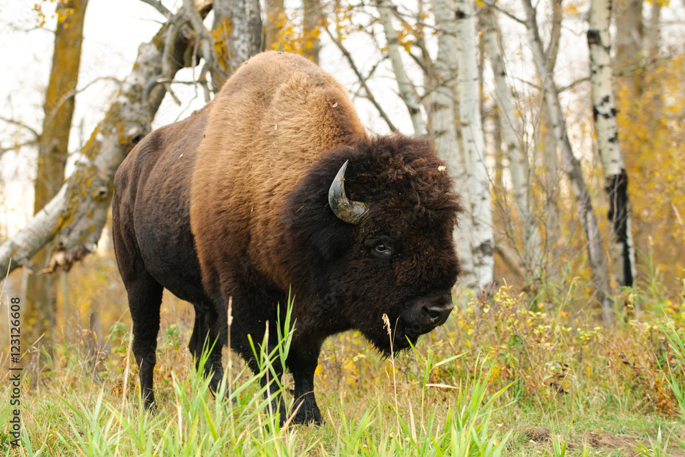 Plains Bison Plains Bison