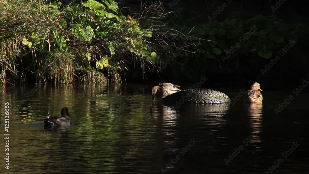 Drake climbs half-submerged tire left in a shallow river under a bridge Drake climbs half-submerged tire left in a shallow river under a bridge