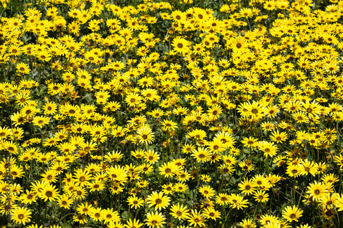 Fields of Wildflowers in Australia