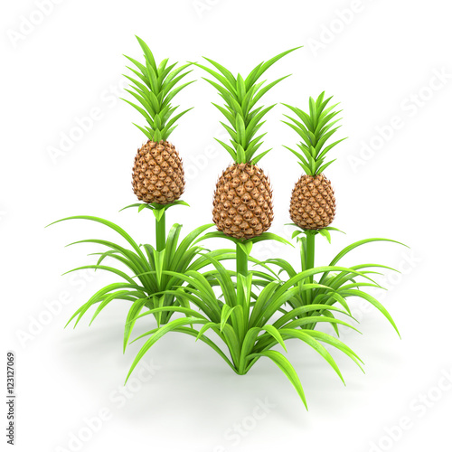 Group of three pineapple plants isolated on white background with soft shadows. Ananas plantation. Growing pineapple trees. 3D illustration.