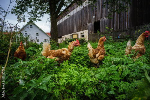 Markt Rettenbach, Gottenau, Hühner auf Bauernhof, frei laufend