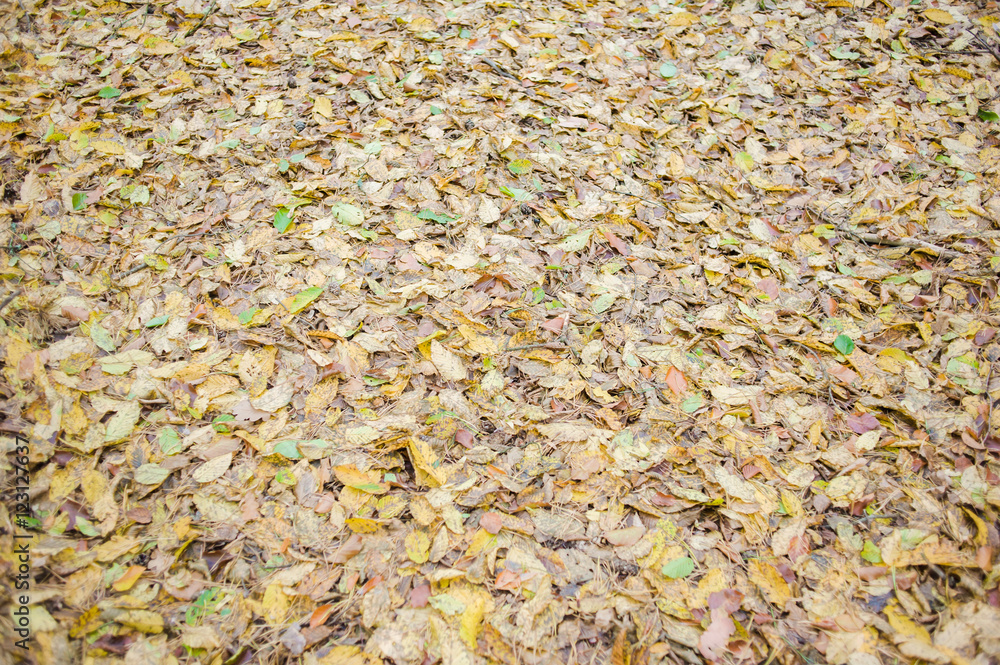 dry leaves cover in the forest dry leaves cover in the forest