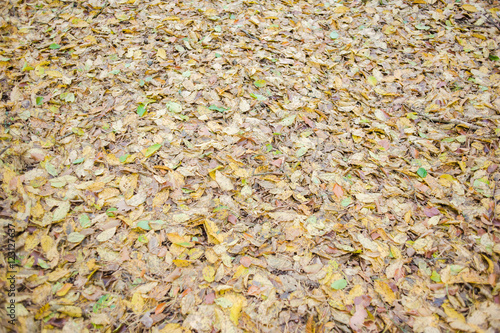 dry leaves cover in the forest