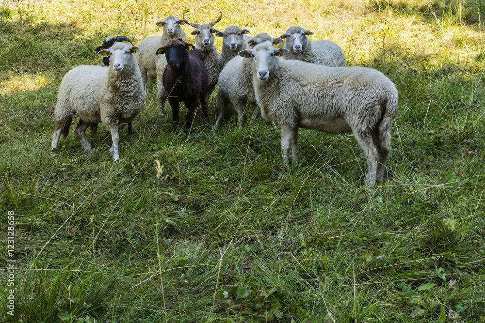 Fototapeta premium Group of sheep.