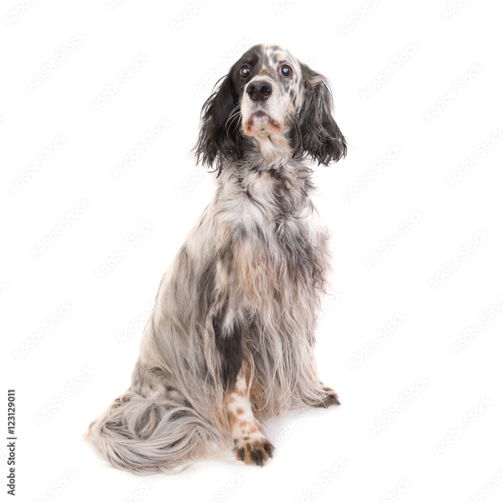 Dog english setter Dog english setter