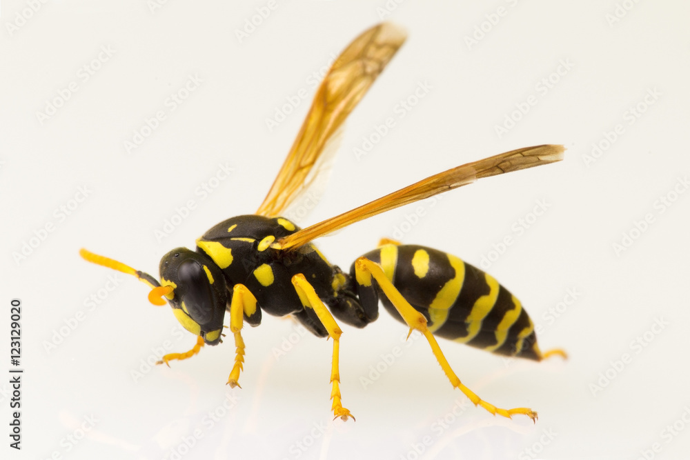 Wasp, isolated on plain background Wasp, isolated on plain background