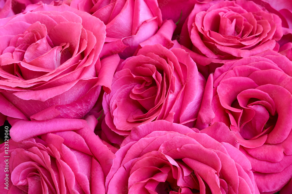 Seven pink roses Seven pink roses