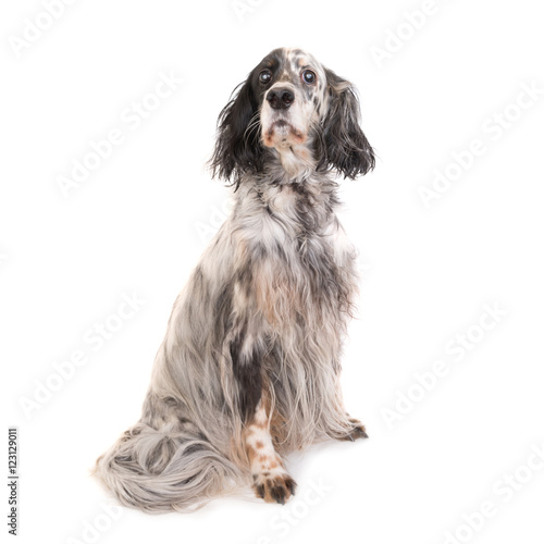 Obraz na płótnie Dog english setter