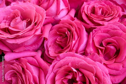 Seven pink roses