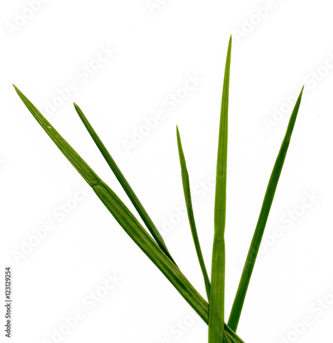 straight green grass on a white background
