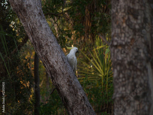 Cockatoo in the Australian Outback