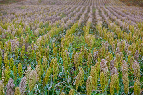 Bushes cereal and forage sorghum plant one kind of mature and grow on the field in a row in the open air. Harvesting.