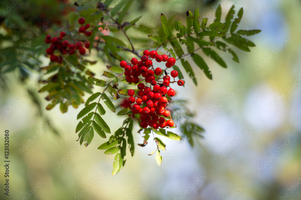 Rowan tree, Close-up of bright rowan berries on a tree on a sunny day. Rowan tree, Close-up of bright rowan berries on a tree on a sunny day.