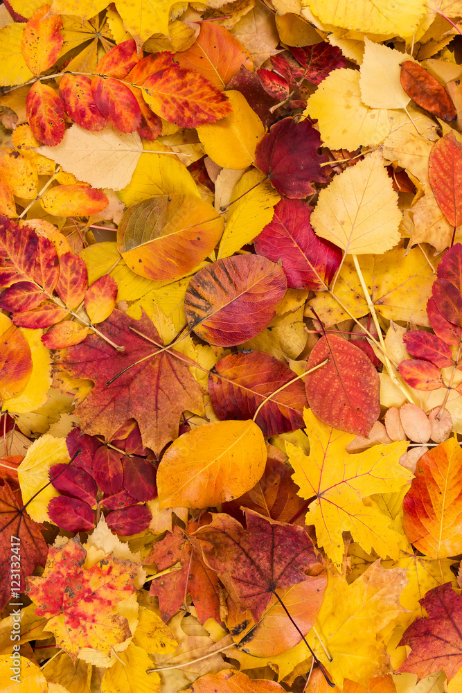 Obraz premium Autumn leaves background