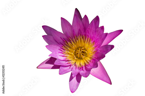 Isolated violet waterlily or lotus flower on white background