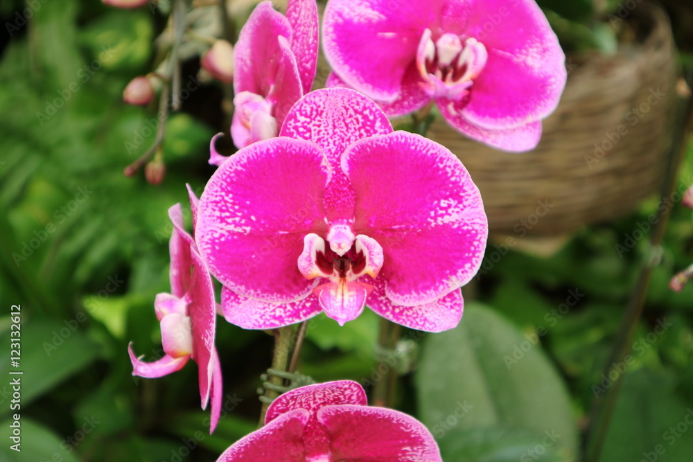 Obraz premium 笑顔が素敵で綺麗な蘭