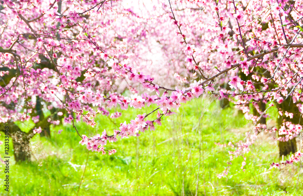 Fruit trees in spring blossom Fruit trees in spring blossom