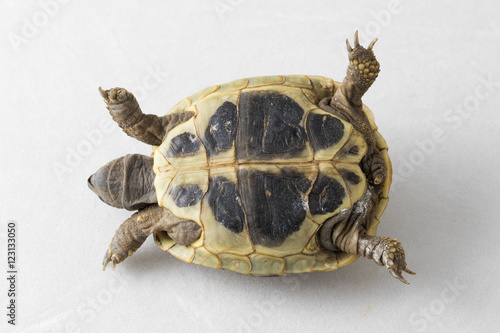 Helpless turtle on back photo