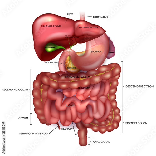 Gastrointestinal tract, liver, stomach and other surrounding organs, detailed colorful drawing on a white background with description