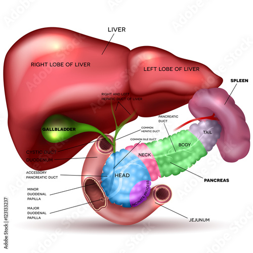 Liver, pancreas parts, gallbladder and spleen detailed drawing on a white background with description