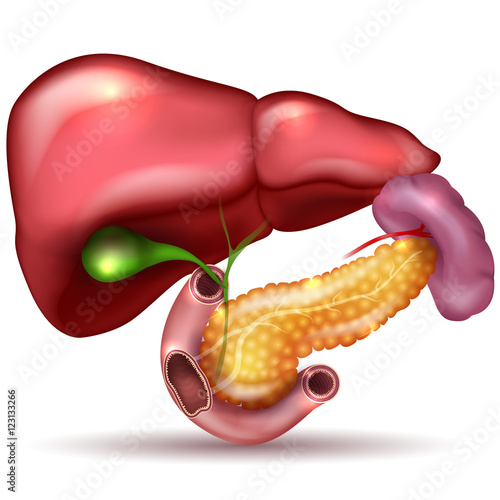 Liver, pancreas, gallbladder and spleen detailed drawing on a white background
