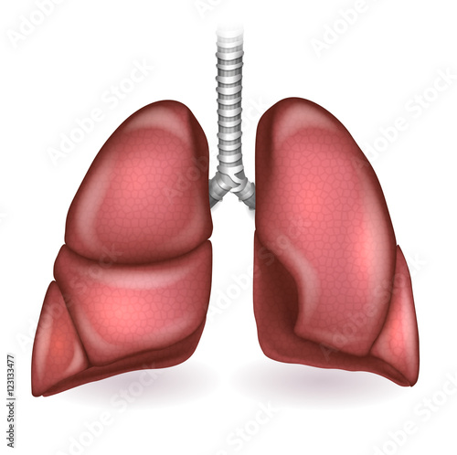 Lungs detailed anatomy illustration on a white background