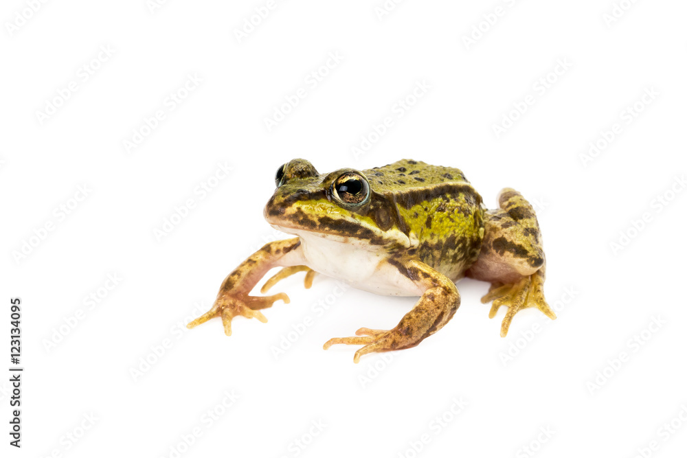 Small green frog ready to jump seen obliquely from front on white background Small green frog ready to jump seen obliquely from front on white background
