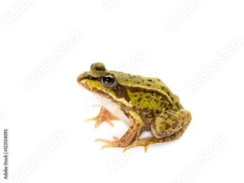 Sitting small green frog seen from the side on white background