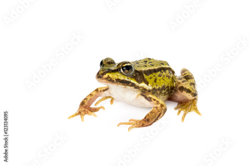 Small green frog ready to jump seen obliquely from front on white background