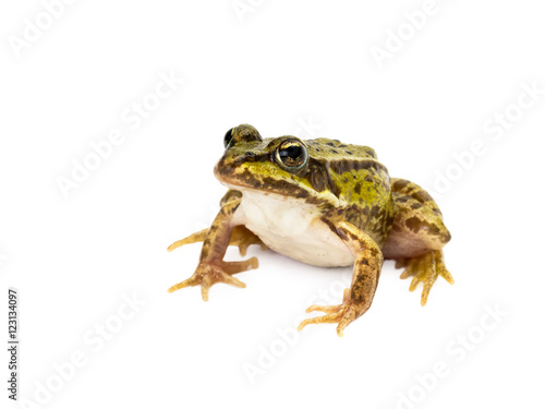 Sitting small green frog seen obliquely from front on white background
