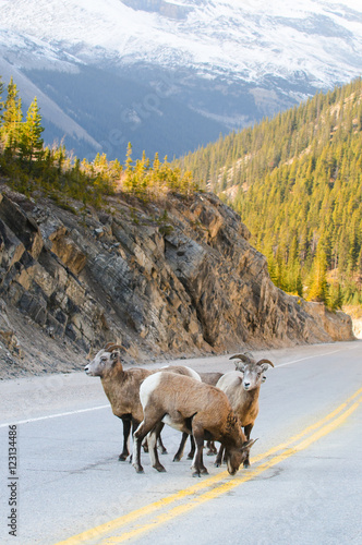 Big Horned Sheep © BGSmith