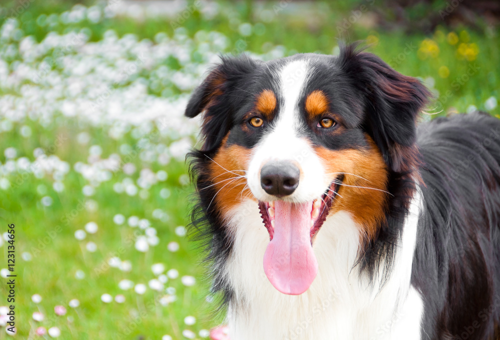 Australian shepherd dog