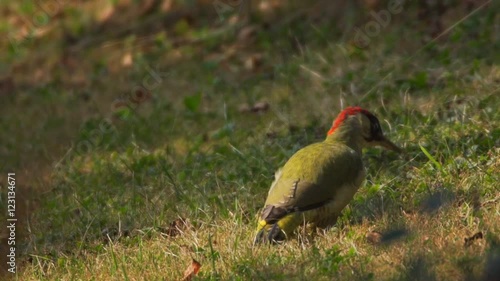 green woodpacker searching ants photo