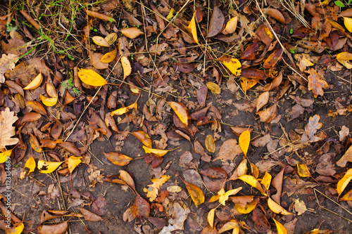 Autumn leaves on the ground.