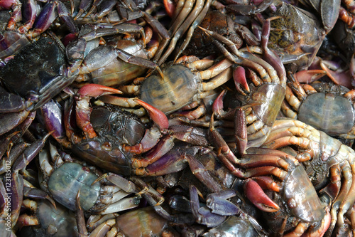 Group of salted crab