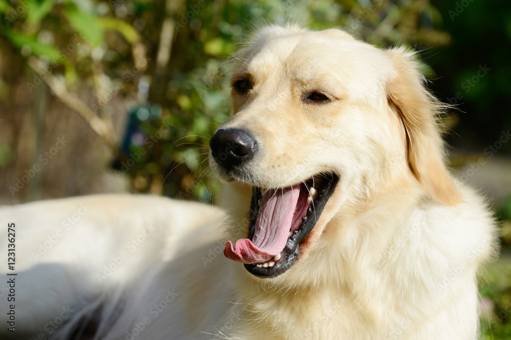 dog golden retriever yawning in the nature dog golden retriever yawning in the nature