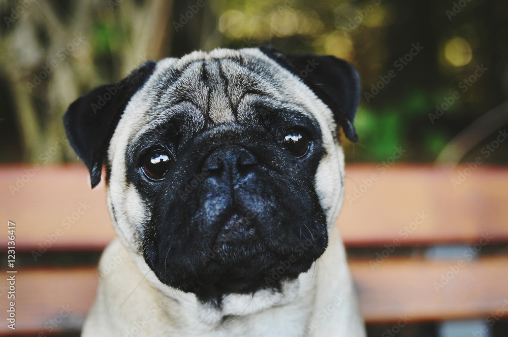 Sad pug portrait