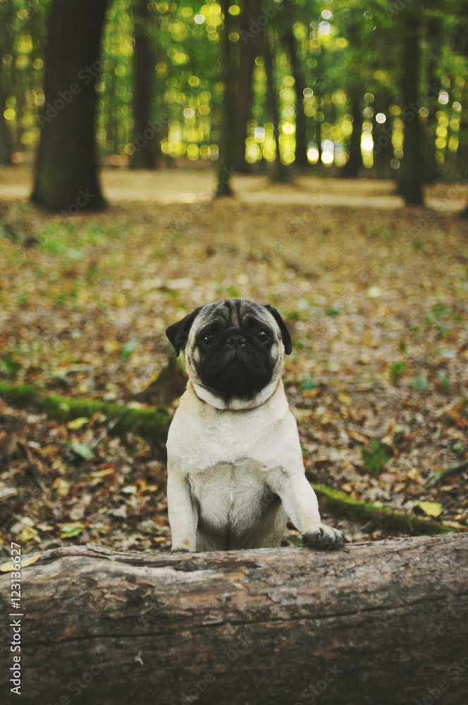Sad pug standing on wood