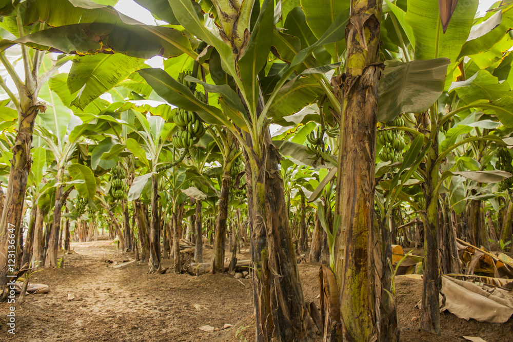 Obraz Plantacja bananów