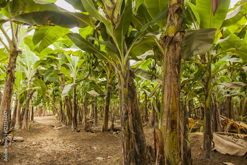 Banana plantation